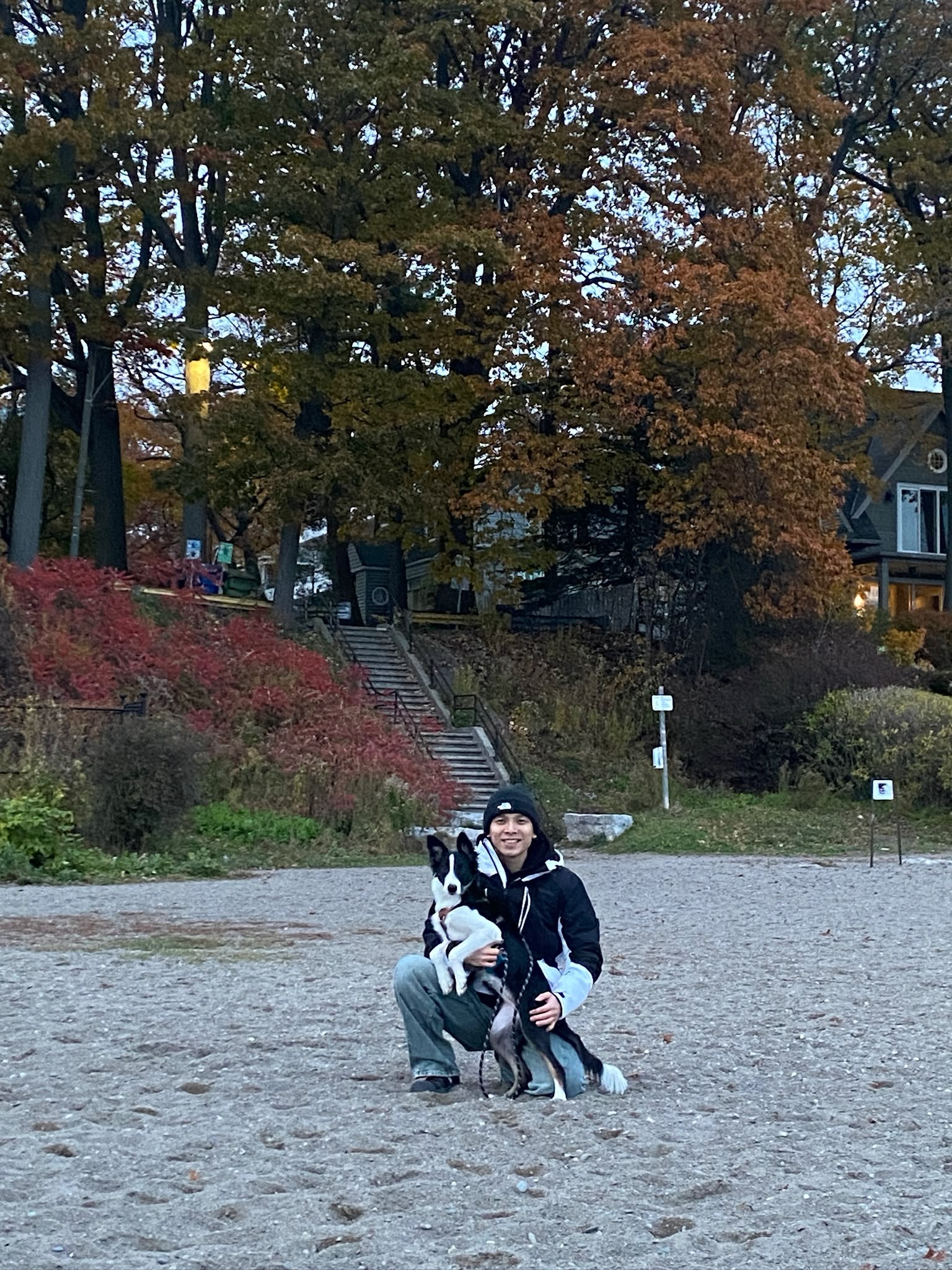 Life with dogs